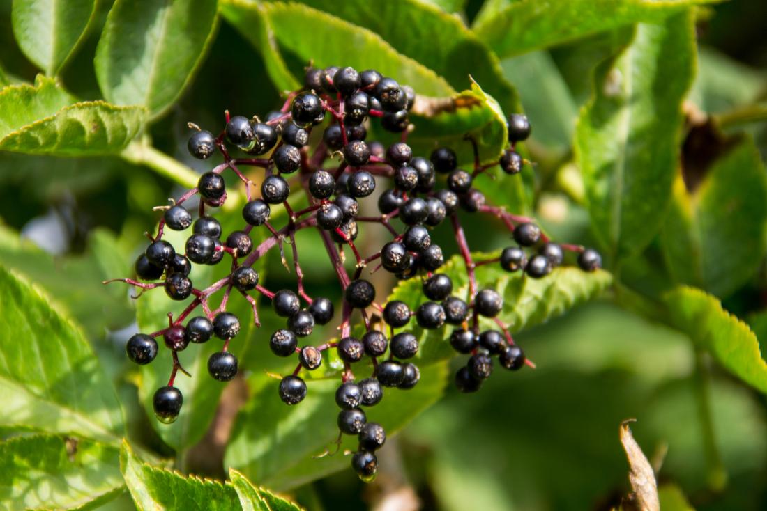 image of elderberries