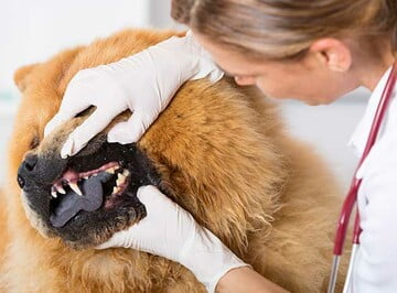 Veterinario examinando dientes de perro