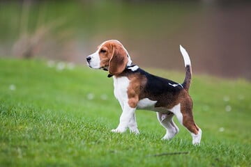 Cosas que no sabias del beagle