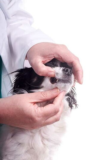 Veterinario examinando a un perro en consulta